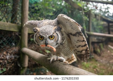 Owl Leg Images Stock Photos Vectors Shutterstock