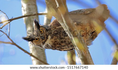 Great horned owl looking down from a tree.