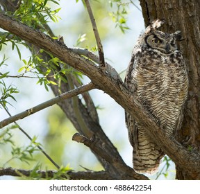 Great Horned Owl, Malheur National Wildlife Refuge, Oregon