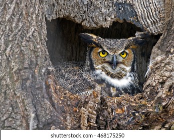 Great Horned Owl In Nest