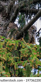 Great Horned Owl Nest With Babies And A Mom