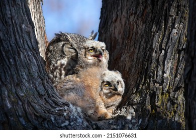 Great Horned Owl Nest With An Owlet In It