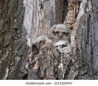 Great Horned Owl Nest With An Owlet In It