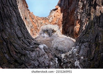 Great Horned Owl Nest With An Owlet In It