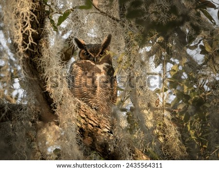 Great Horned Owl on Branch