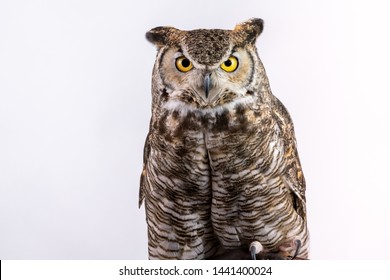 Great Horned Owl On Plain Background Isolated