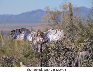 Great Horned Owl Outstretched Wings Talons Stock Photo 1354209773 ...