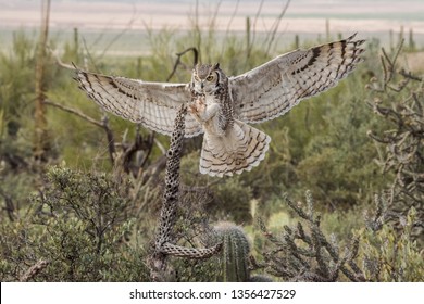 Great Horned Owl With Outstretched Wings And Talons In The Arizona Desert