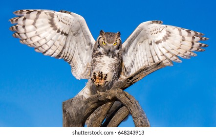 Great Horned Owl With Outstretched Wings And Talons