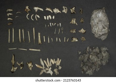 Great Horned Owl Pellet On Black Background