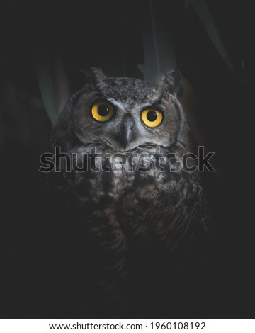 Great Horned Owl Perched on a Branch in the Darkness Staring into Camera with Piercing Yellow Eyes.