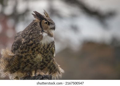 Great Horned Owl perched outdoors