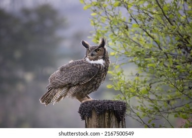Great Horned Owl perched outdoors