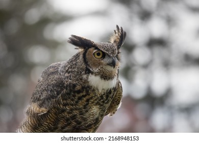 Great horned Owl perched outdoors