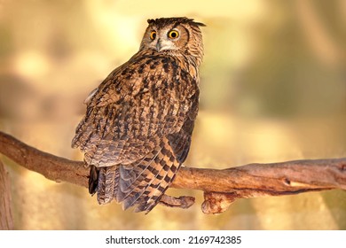 Great Horned owl. A photo of a Great Horned owl.