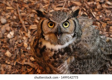 A Great Horned Owl At A Rescue Site Stares At The Camera. Taken In Solon, Iowa At Macbride Raptor Project.