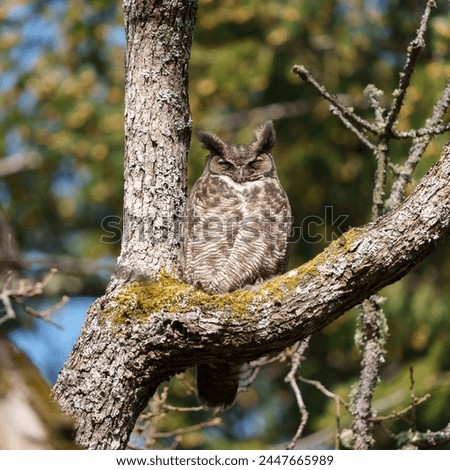 Great horned Owl resting on a tree branch. Portrait of a relaxing great horned Owl, they are large and widespread owl with distinctive ear tufts.