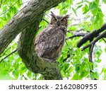 Great Horned Owl resting in tree in spring, portrait