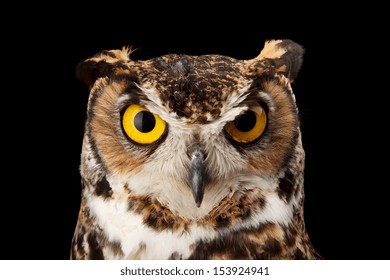 Great Horned Owl Shoot In Studio, Black Background