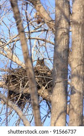 Great Horned Owl Sitting In Nest