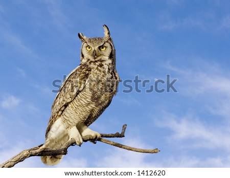 Great horned owl with sky background