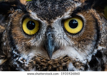 Great Horned Owl Staring into Camera
