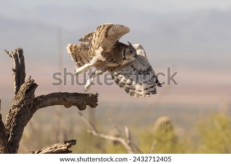 A Great Horned Owl takes flight from a perch on a dead tree branch in the desert of Southern Arizona at the Sonoran Desert Museum. 