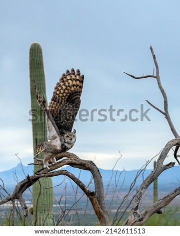 Great Horned Owl taking off in Flight