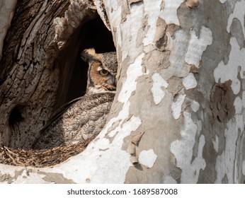 A Great Horned Owl In A Tree Nest 