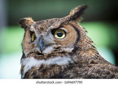 Great Horned Owl Upstate New York Adirondacks Winter Raptor Fest