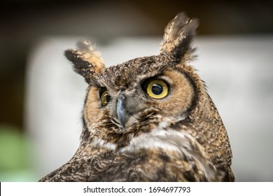 Great Horned Owl Upstate New York Adirondacks Winter Raptor Fest