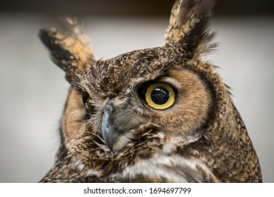 Great Horned Owl Upstate New York Adirondacks Winter Raptor Fest