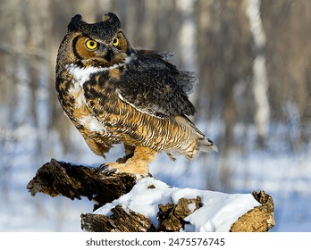 Great Horned Owl in Winter - Powered by Shutterstock