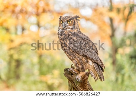 Great Horned Owl in the woods in Fall