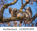 great horned owlet stretching its wings 