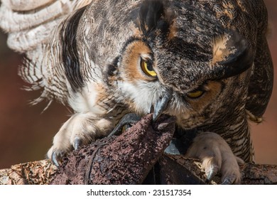 Great Horned Owl/Great Horned Owl Close Up/ Great Horned Owl Biting Glove