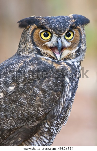 Great Horned Owls Largest Common Owl Stock Photo 49826314 | Shutterstock