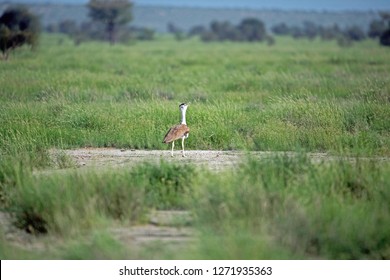 Great Indian Bustard