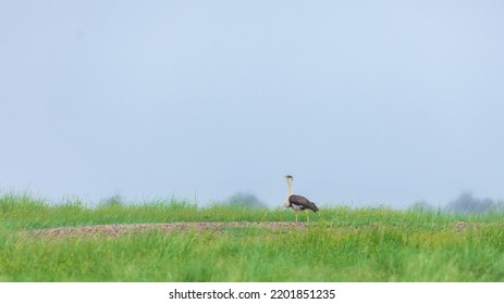 Great Indian Bustard Photographed At Rajasthan