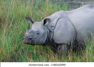 The Great Indian One-horned Rhino 