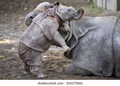 Great Indian Rhinoceros