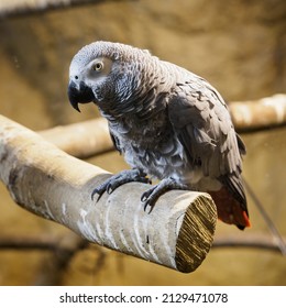 Great Jaco On A Branch In An Indoor Aviary.