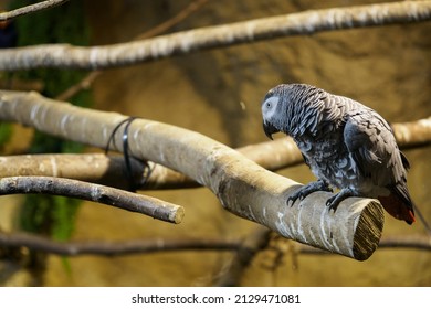 Great Jaco On A Branch In An Indoor Aviary.