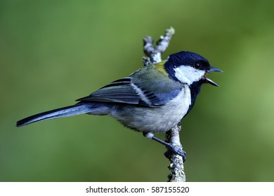 Japanese Tit Bird Images Stock Photos Vectors Shutterstock Japanese Tit Bird Images Stock Photos Vectors Shutterstock