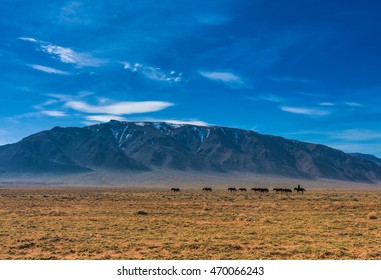 Great Kazakh Steppe, Kazakhstan, Central Asia