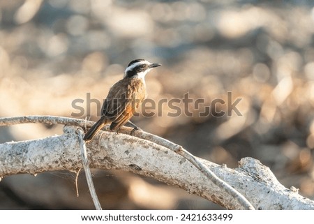 Great Kiskadee bird with a beige beach background