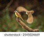 Great kiskadee in flight by the Black River the Pantanal Brazil.