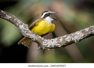 The Great Kiskadee also know as Bem-te-vi perched on a top of tree. Species Pitangus sulphuratus. Animal world. Bird lover. Birdwatching. Flycatcher.