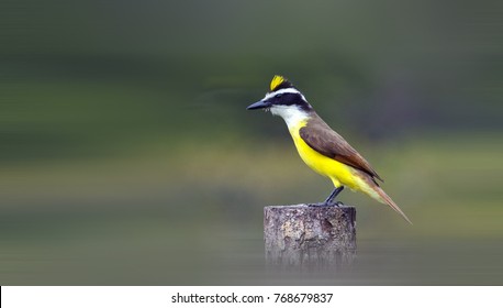 Great Kiskadee High Res Stock Images Shutterstock