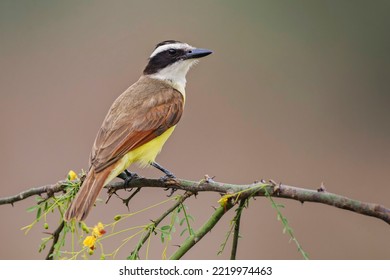 Great Kiskadee, Rio Grande Valley, Texas